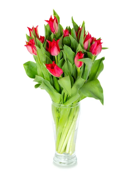 Bouquet Red Tulips Clear Vase Isolated White Background — Stock Photo, Image