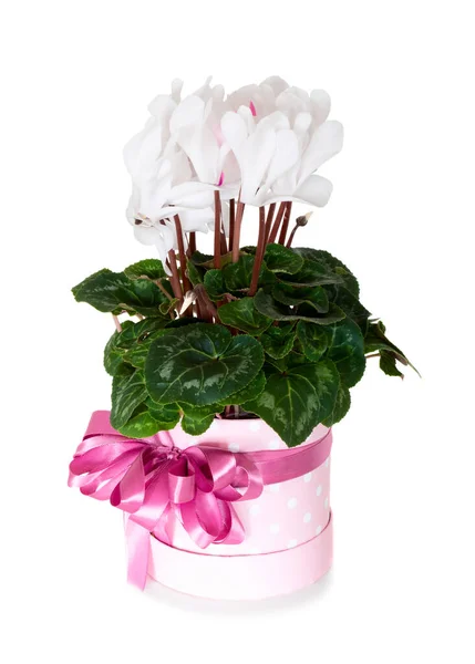 White Cyclamen Birthday Pink Present Decoration Box Isolated White Background — Stock Photo, Image