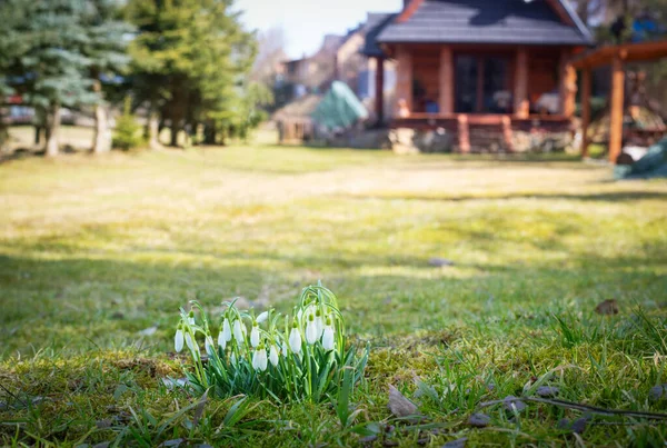First Spring Snowdrops Flowers Close View Wooden House Background — Stock Photo, Image