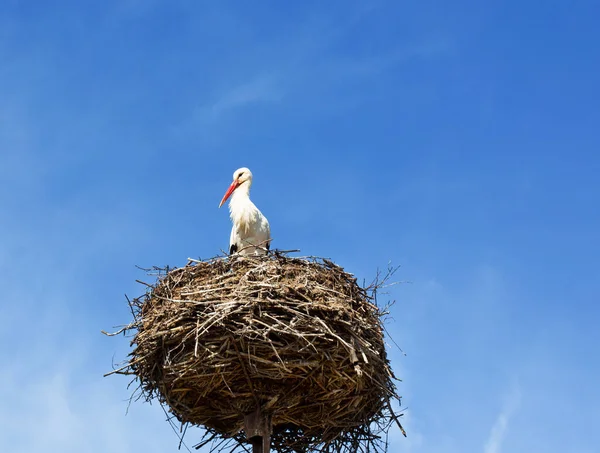 Weißstorch Auf Dem Nest Mit Schönem Himmel Als Hintergrund — Stockfoto