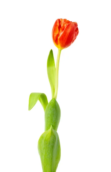 Single Orange Blooming Tulip Isolated White Background — Stock Photo, Image