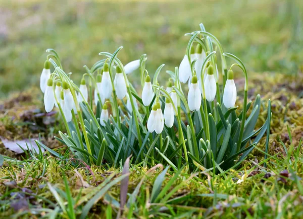 First Spring Snowdrops Flowers Close View — Stock Photo, Image