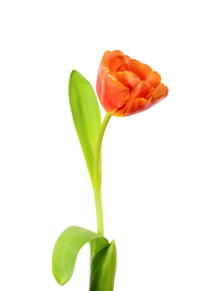 Een Enkele Oranje Bloeiende Tulp Geïsoleerd Witte Achtergrond Rechtenvrije Stockfoto's