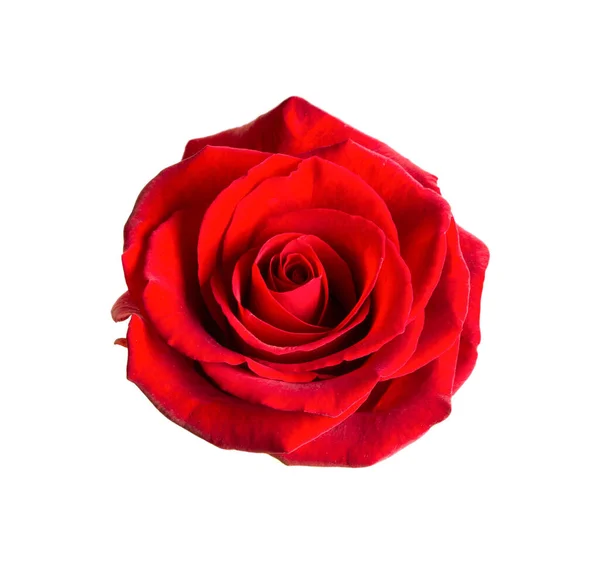 Rosa Rossa Isolata Fondo Bianco — Foto Stock
