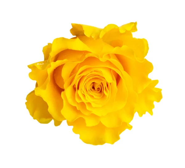 Rosa Amarilla Aislada Sobre Fondo Blanco —  Fotos de Stock