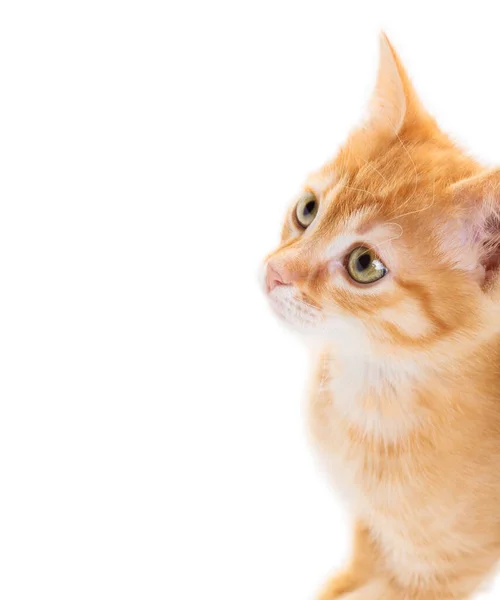 白い背景に隔離された 上を見上げ クローズアップ 美しい外観を持つ小さな赤い子猫 — ストック写真