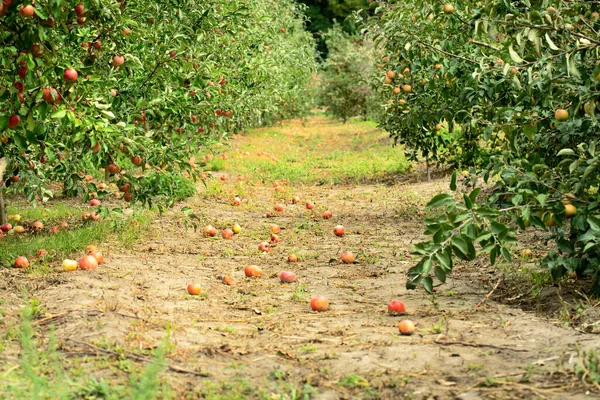 Çürük Elmalı Yeşil Elma Bahçesi — Stok fotoğraf