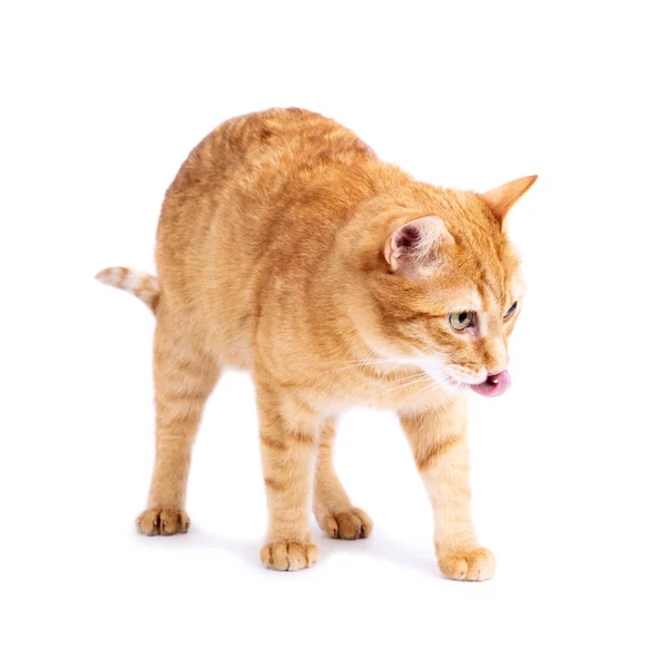 Adorable Gato Rojo Joven Bostezando Sobre Fondo Blanco Aislado —  Fotos de Stock
