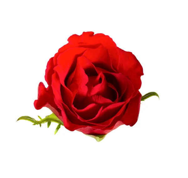 Rosa Roja Una Sola Flor Aislada Sobre Fondo Blanco — Foto de Stock