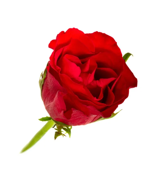 Única Flor Rosa Vermelha Isolada Fundo Branco — Fotografia de Stock