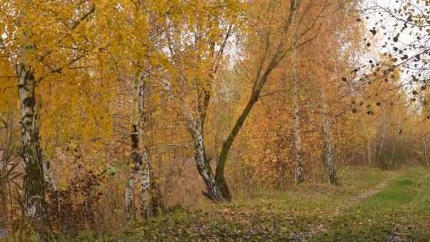 Uzun Ağaçlar Gölün Kıyısında Yetişir Ağaçlardaki Sarı Yapraklar Rüzgarda Sallanıyor — Stok video