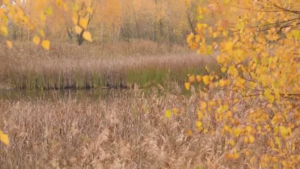 透过在风中摇曳的黄叶的枝条 你可以看到河岸上生长着芦苇的湖水 — 图库视频影像