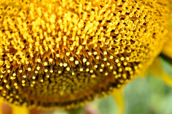 Sunflower basket with blooming yellow inflorescences close-up.