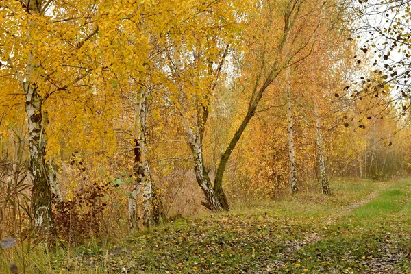 Baumallee Herbst Mit Gelben Blättern Und Einem Mit Gras Bewachsenen — Stockfoto