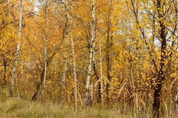 Jonge Berken Die Groeien Een Bos Met Witte Stammen Gele — Stockfoto