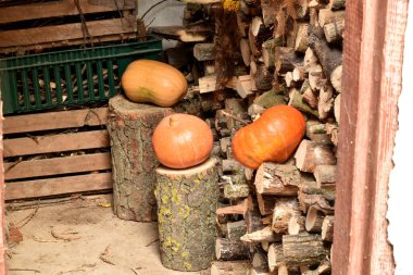 Olgun turuncu balkabakları kütüklerin üzerinde, kütükler ahırda yatıyor..