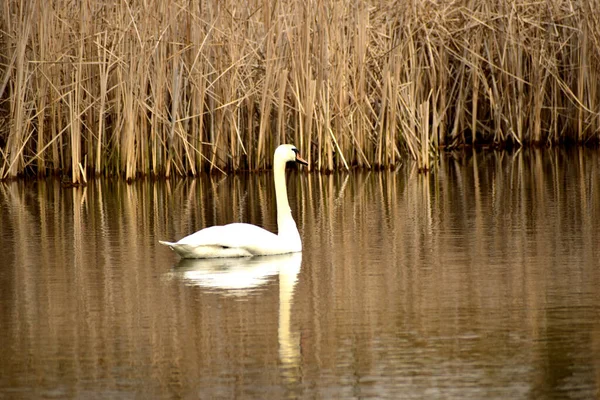 图上有一只白天鹅漂浮在湖上 湖面上可以看到这只鸟的倒影 — 图库照片