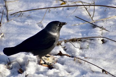 Karga kuşu, kardaki corvid ailesinin bir temsilcisi..