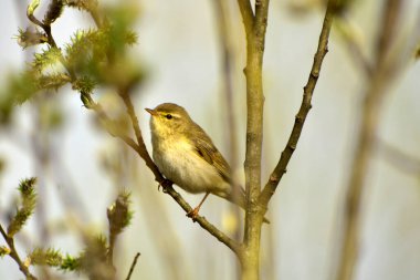 Bülbül bir ağaç dalına oturur ve şarkı söyler. yakın plan.