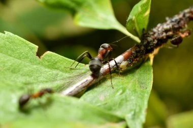 Bir ağaç dalında yaprak biti kolonisini koruyan bir karınca..
