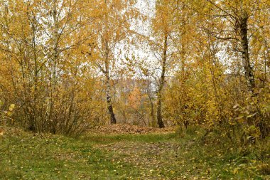 Sonbaharın başında. Genç ağaçların taç yaprakları sarardı..