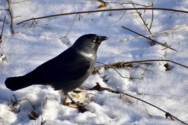 Птах Джекда Представник Родини Корвідів Снігу — стокове фото