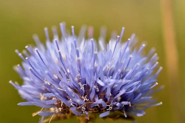 Niebieski Kwiat Jego Płatki Stameny Widoczne Bliska — Zdjęcie stockowe