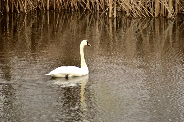 Floating Lake Lone White Swan Reflected Its Surface — Stock Photo, Image