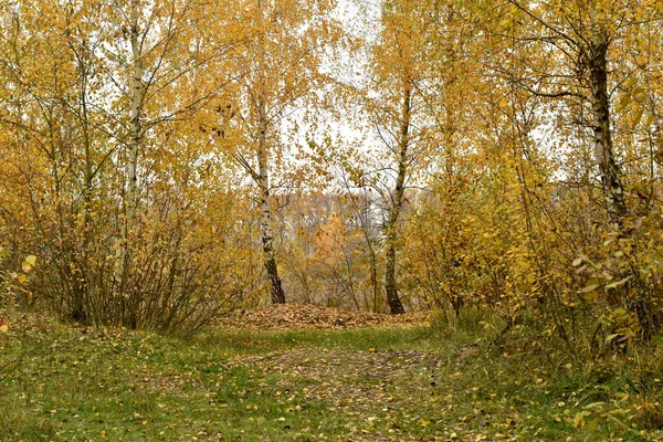Frühherbst Die Blätter Den Kronen Junger Bäume Färbten Sich Gelb — Stockfoto