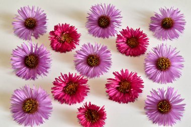 Resim, çiçeğin beyaz arka planında rastgele oluşturulmuş bir doku desenini gösteriyor..