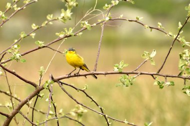 Sarı bir kuyruk, ağaç dalında otururken ve yaprakları açılıyorken..