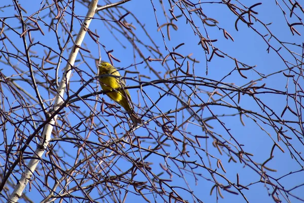 写真は 木の枝に座っている緑のフィンチの鳥を示しています — ストック写真