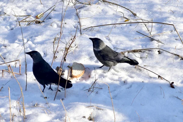 Δύο Πουλιά Jackdaw Πηδούν Πάνω Από Χιόνι Αναζήτηση Τροφής — Φωτογραφία Αρχείου