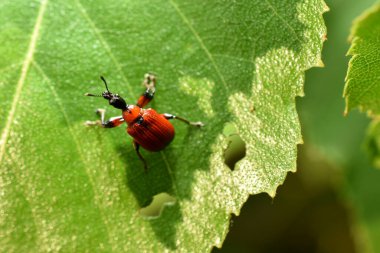 Resimde, kırmızı bir itfaiyeci böcek yeşil bir yaprağın üzerinde oturuyor..
