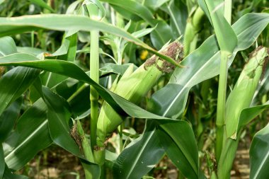 Fotoğraftaki bir mısır tarlası. Çiçek sıraları, geniş yapraklar, olgun koçanlar..