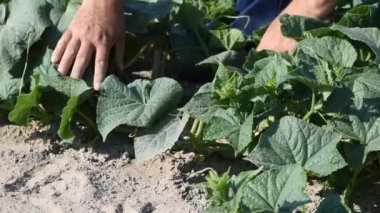 Video çiftçinin bahçedeki olgun salatalıkları elleriyle nasıl topladığını gösteriyor..