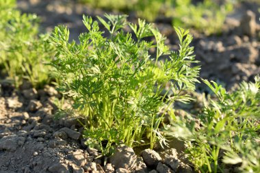 Resim baharın başlarında bahçede filizlenen havuç sıralarını gösteriyor..