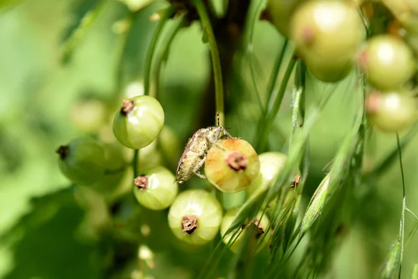 Obrázku Hmyz Smradlavý Brouk Skrývá Ovoci Rybízu — Stock fotografie