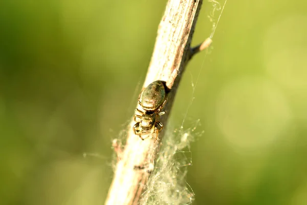 Bild Ein Insekt Ähnlich Einem Goldfarbenen Käfer — Stockfoto