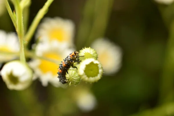 Predátor Larva Berušky Sedí Heřmánkových Květinách — Stock fotografie
