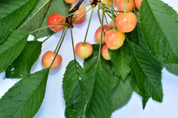 Ripe Cherries Branch Green Leaves — Stock Photo, Image