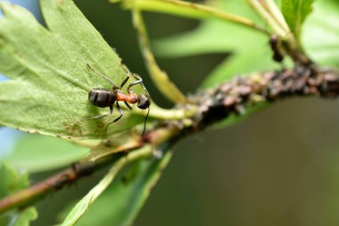 Büyük siyah bir karınca yaprak bitleri kolonisinin başında duruyor..
