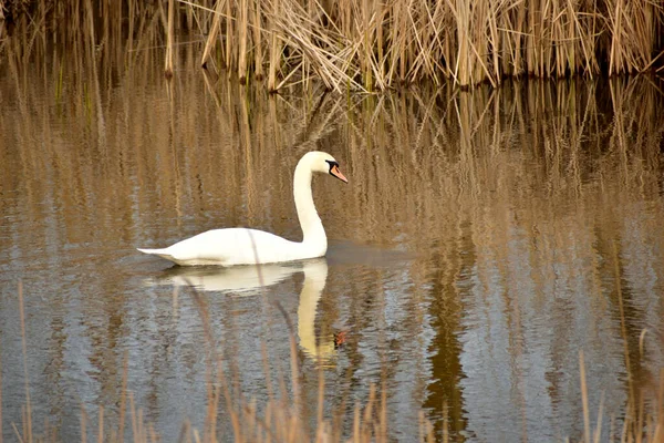 stock image White swan reflecting on the surface of the lake floats on the lake.