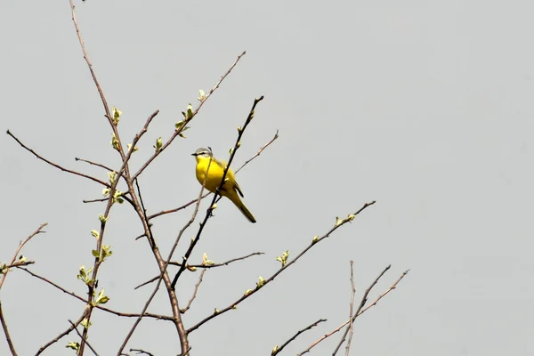 灰色の空を背景に 枝に黄色いウグイスの鳥が座っている — ストック写真