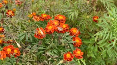 Diurnal güve çiçeklerin üzerinde uçar ve önce birine, sonra diğerine oturur..