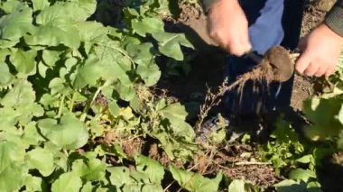 Çiftçi yerden pancar çıkarıyor, yerden meyveleri temizliyor, bıçakla üstlerini kesiyor..