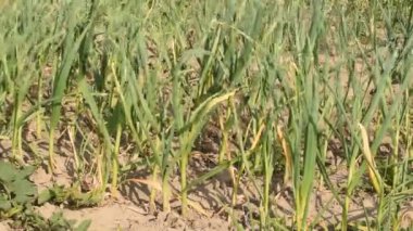 Video, rüzgarın bahçede farklı yönlere yükselen sarımsak saplarını nasıl salladığını gösteriyor..