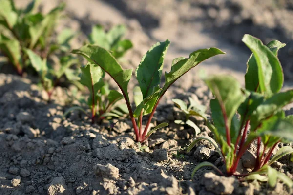 Picture Shows Row Seedlings Table Red Beets Appeared Vegetable Garden — Stock Photo, Image