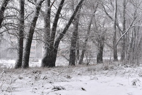 Tle Ciemnych Pni Drzew Widać Jak Pada Śnieg Zima — Zdjęcie stockowe
