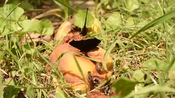 Motýli Včely Jedí Padlá Shnilá Jablka — Stock video